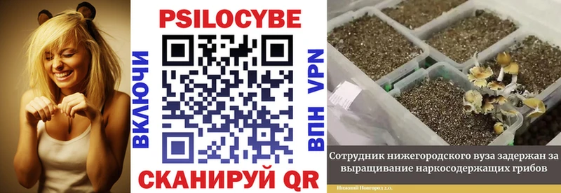 Псилоцибиновые грибы Psilocybine cubensis  купить закладку  mega ССЫЛКА  Карабаново 